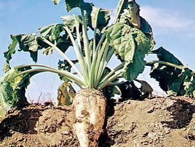 Sugar Beet